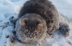 猫踩水坑遭冰冻 俄罗斯情侣热血救援