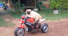 八哥犬要成精 驾驶电动摩托轻松躲避障碍